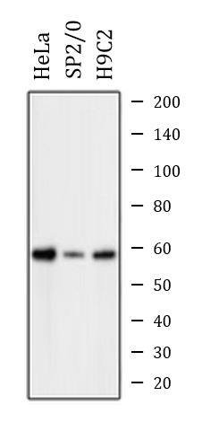 Anti-phospho-PFKFB2 (Ser483)