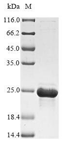 29 kDa outer membrane protein, partial, Acinetobacter baumannii, recombinant