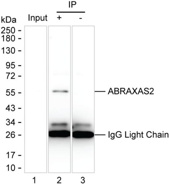 Anti-ABRAXAS2