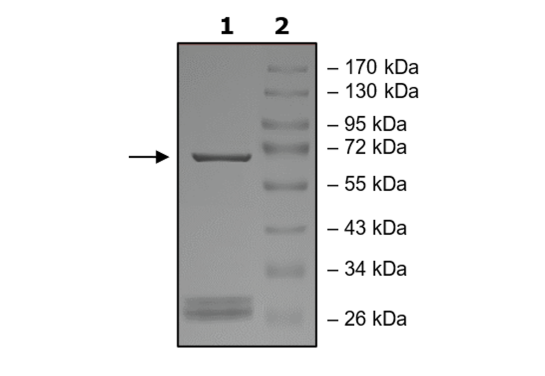 ALK2 (ACVR1) (G328E), GST-Tag Recombinant