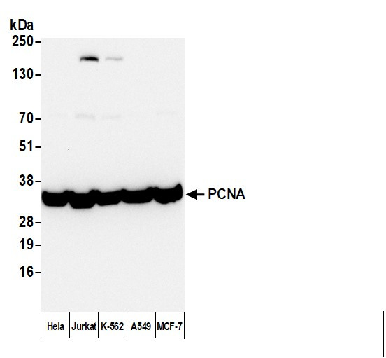 Anti-Mouse IgG-heavy and light chain cross-adsorbed