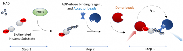 PARP3 Homogenous Assay Kit