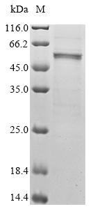 Cis-aconitate decarboxylase (Acod1), mouse, recombinant