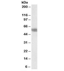 Anti-DUSP8