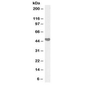 Anti-AIBZIP (Biotin Conjugate)
