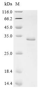 Protein grpE (grpE), recombinant Mycobacterium tuberculosis