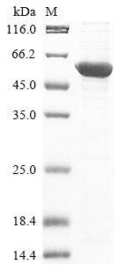 Kynurenine 3-monooxygenase (KMO), human, recombinant