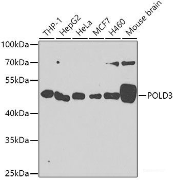 Anti-DNA pol delta3