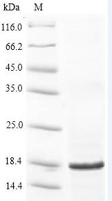 50S ribosomal protein L22 (rplV), Anaplasma phagocytophilum, recombinant