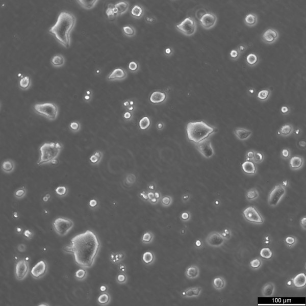 LS174T Cells