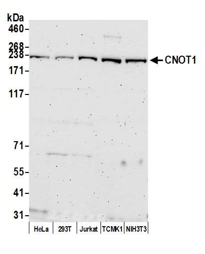 Anti-CNOT1