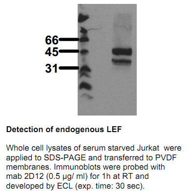 Anti-Lymphoid Enhancer Factor, clone 2D12