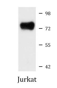 Anti-CTP synthase 1