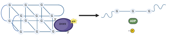 DHX9 ATPase Activity Assay kit