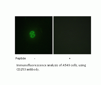 Anti-CD253