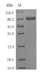 Desmoglein-3 (Dsg3), partial, mouse, recombinant