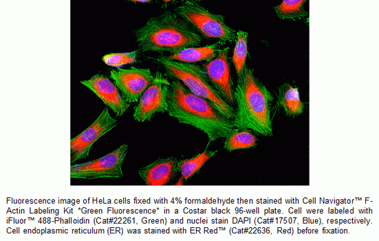 Cell Navigator(TM) F-Actin Labeling Kit *Green Fluorescence*