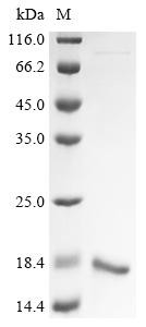 Placenta-specific protein 9 (PLAC9), human, recombinant