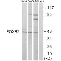 Anti-FOXB2