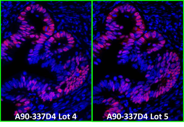 Anti-Mouse IgG-heavy and light chain cross-adsorbed, DyLight(R) 594 conjugated