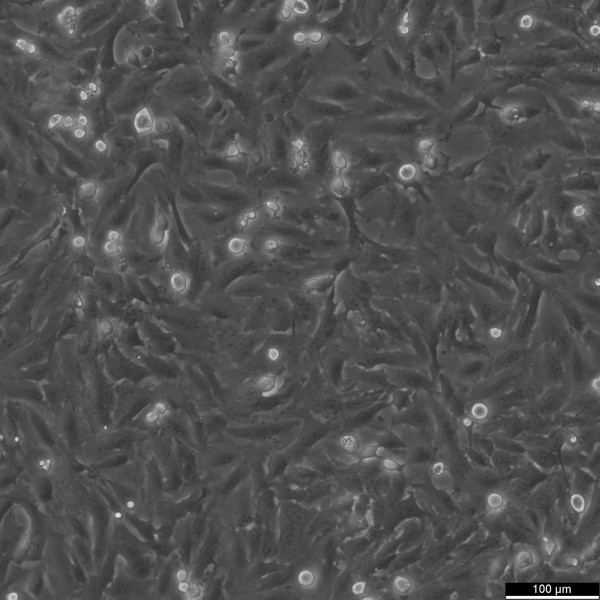 LXF-289 Cells