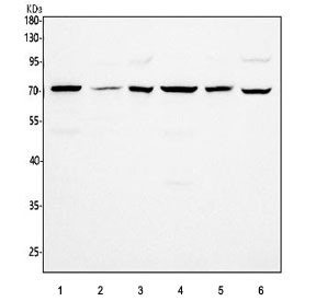 Anti-PDE12 / Mitochondrial deadenylase / 2',5'-phosphodiesterase 12
