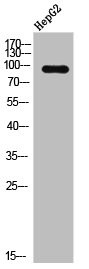 Anti-Phospho-AHR/AHRR (S36)