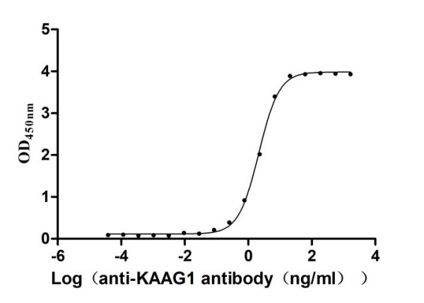 Anti-KAAG1 Recombinant Monoclonal, clone 2H3