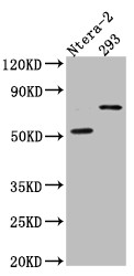 Anti-GABRA5 Recombinant Monoclonal, clone 5C11