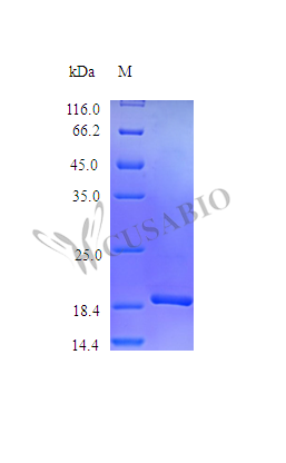 Thrombopoietin protein (Thpo), partial (Active), mouse, recombinant