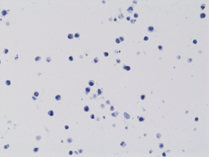 Anti-Histone H3 K4M (human), Rabbit Monoclonal (RM363)