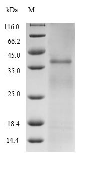 Diacylglycerol acyltransferase/mycolyltransferase Ag85B (fbpB), Mycobacterium tuberculosis, recombin