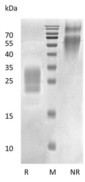 Recombinant Human Placental Growth Hormone