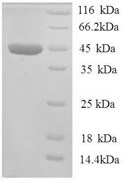 All-trans-retinol dehydrogenase [NAD (+)] ADH7 (ADH7), human, recombinant