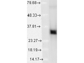 Anti-HO-1, clone 1F12-A6