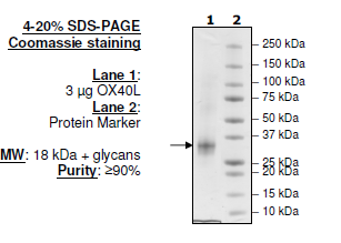 OX40L (CD252), His-tag