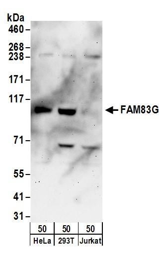 Anti-FAM83G