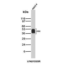 Anti-CD2 / CD2 molecule, clone LFA2/13325R