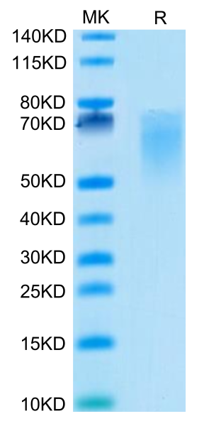Cynomolgus B7-2/CD86 Protein
