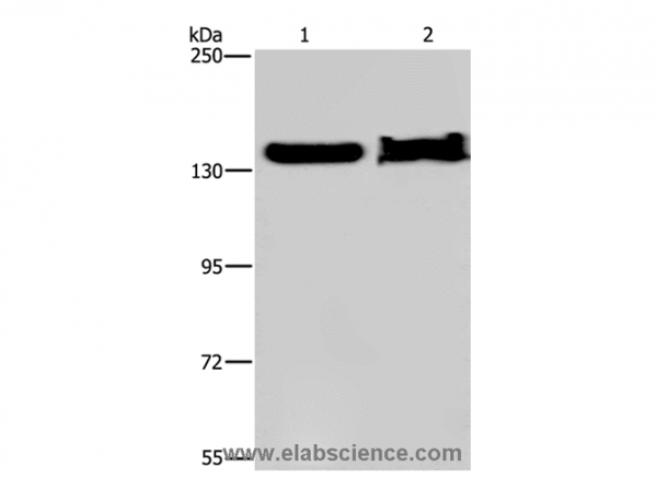 Anti-KDM4A