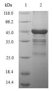 Macrophage metalloelastase (MMP12), human, recombinant