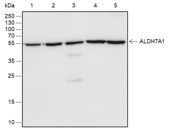 Anti-Recombinant ALDH7A1, clone A560