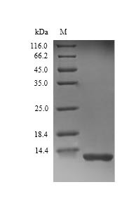 Complement C3 (C3), partial, rat, recombinant