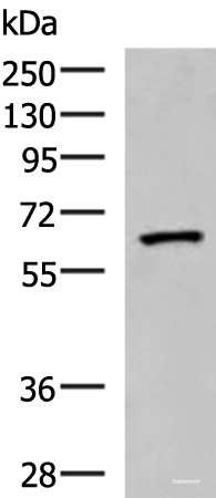 Anti-PDIA5