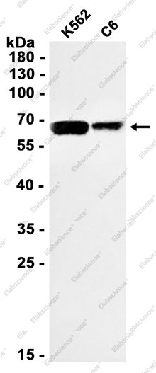 Anti-Recombinant Menin, clone C112916