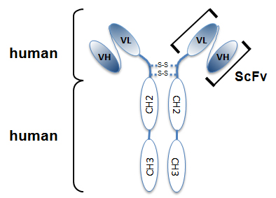 Anti-Myosin IIA (non-muscle) (heavy chain), mAb (rec.), clone SF9