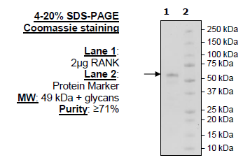 RANK, Fc fusion (IgG1), Biotin Labeled (Human)