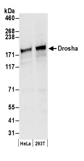 Anti-Drosha