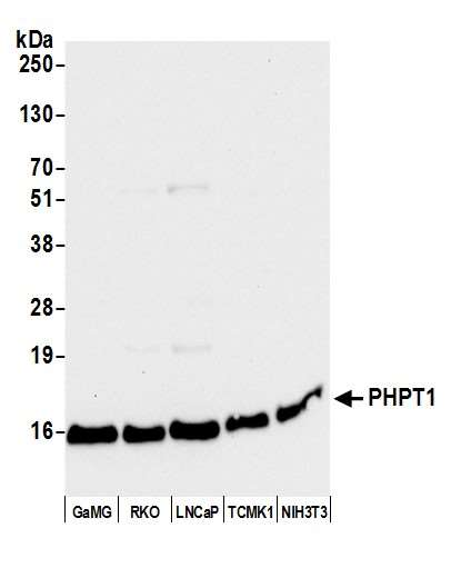 Anti-PHPT1