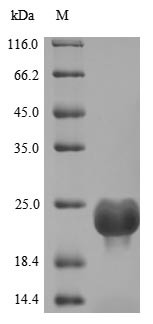 Dedicator of cytokinesis protein 8 (DOCK8), partial, human, recombinant